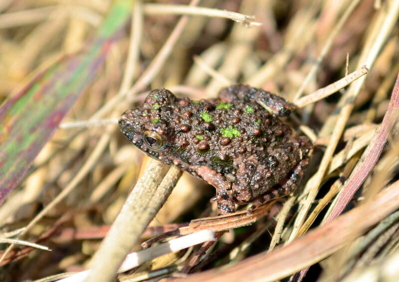 Image of Mababe river frog