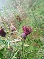 Cirsium suzukii的圖片