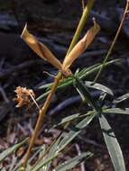 Plancia ëd Lupinus angustiflorus Eastw.