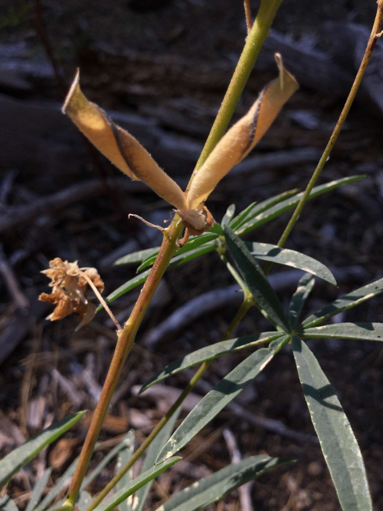 Image of narrowflower lupine