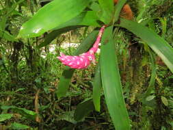 صورة Guzmania remyi L. B. Sm.