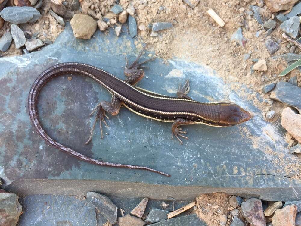 Image of Karoo Plated Lizard