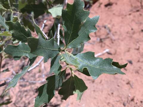 Image of Havard oak