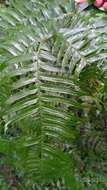 Imagem de Pteris terminalis Wall.