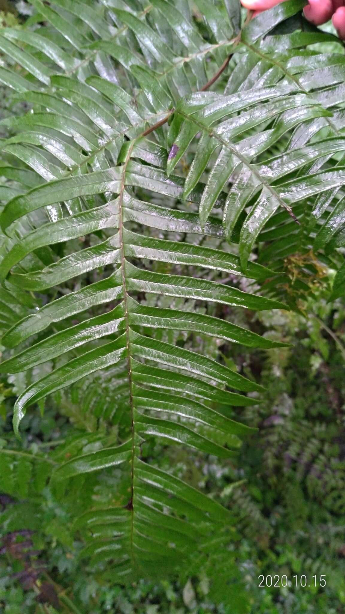 Plancia ëd Pteris terminalis Wall.