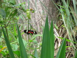 Image of Heliconius himera Hewitson 1867