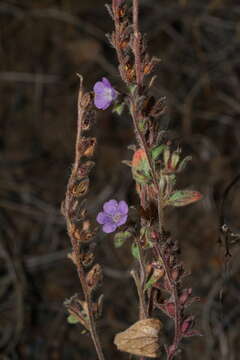 Image of Mariposa phacelia