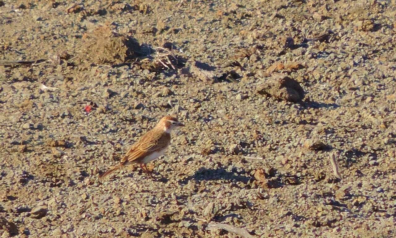 Image of Red-capped Lark