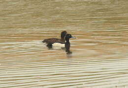 Image of Tufted Duck