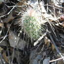 Echinocereus longisetus (Engelm.) Rümpler的圖片