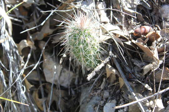 Echinocereus longisetus (Engelm.) Rümpler的圖片