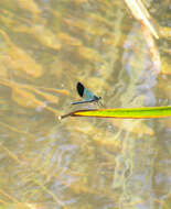 Image of Syrian Demoiselle