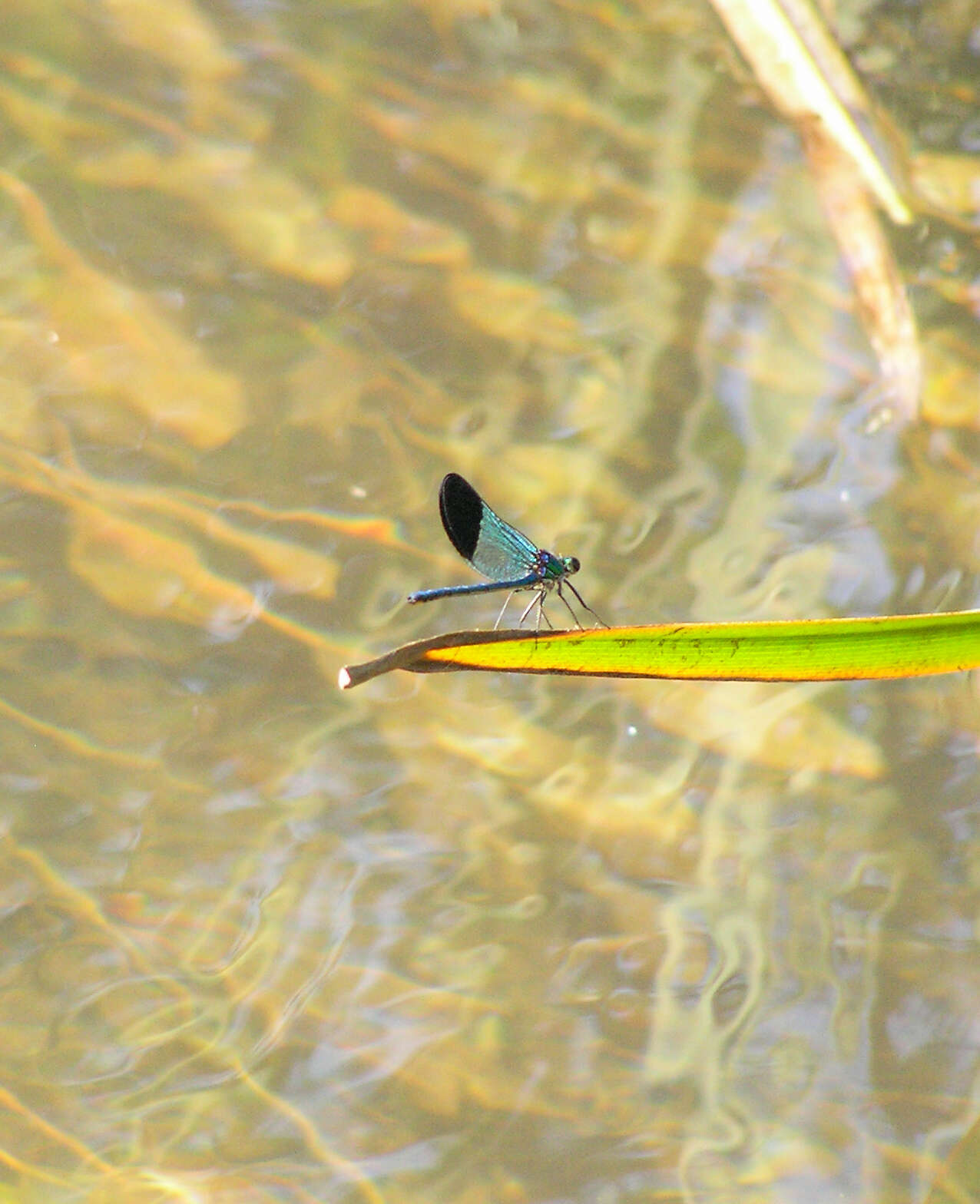 Image of Syrian Demoiselle