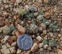 Image of pygmy mountainparsley