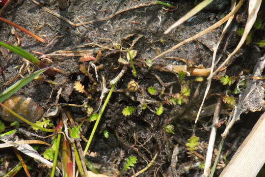 Image of Leptinella dispersa (D. Lloyd) D. G. Lloyd & C. J. Webb