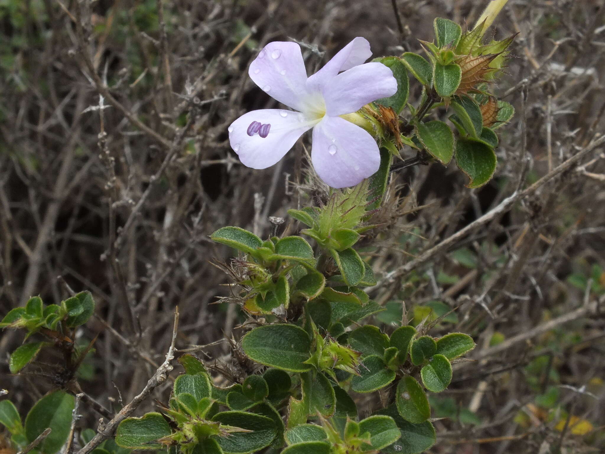 Imagem de Barleria saxatilis Oberm.