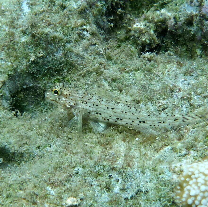 Image of Goldman&#39;s goby