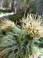 Image of Parry's thistle