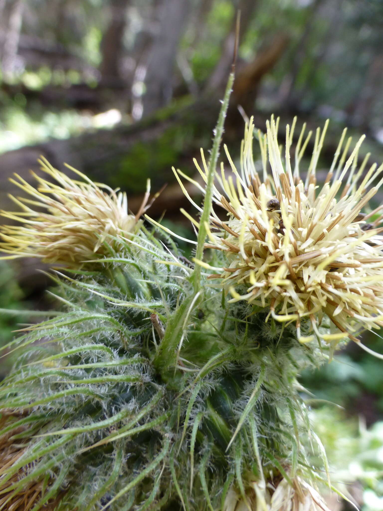 Plancia ëd Cirsium parryi (A. Gray) Petr.