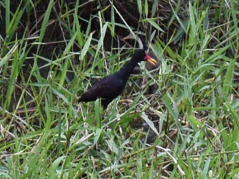 Image of Jacana jacana hypomelaena (Gray & GR 1846)