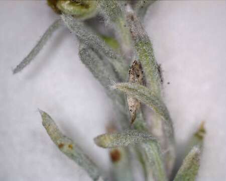 Image of forked wormwood