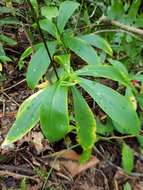 Image of Peperomia sessilifolia C. DC.