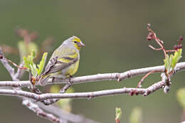 Image of Alpine Citril Finch