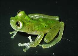 Image of Yuruani Glass Frog