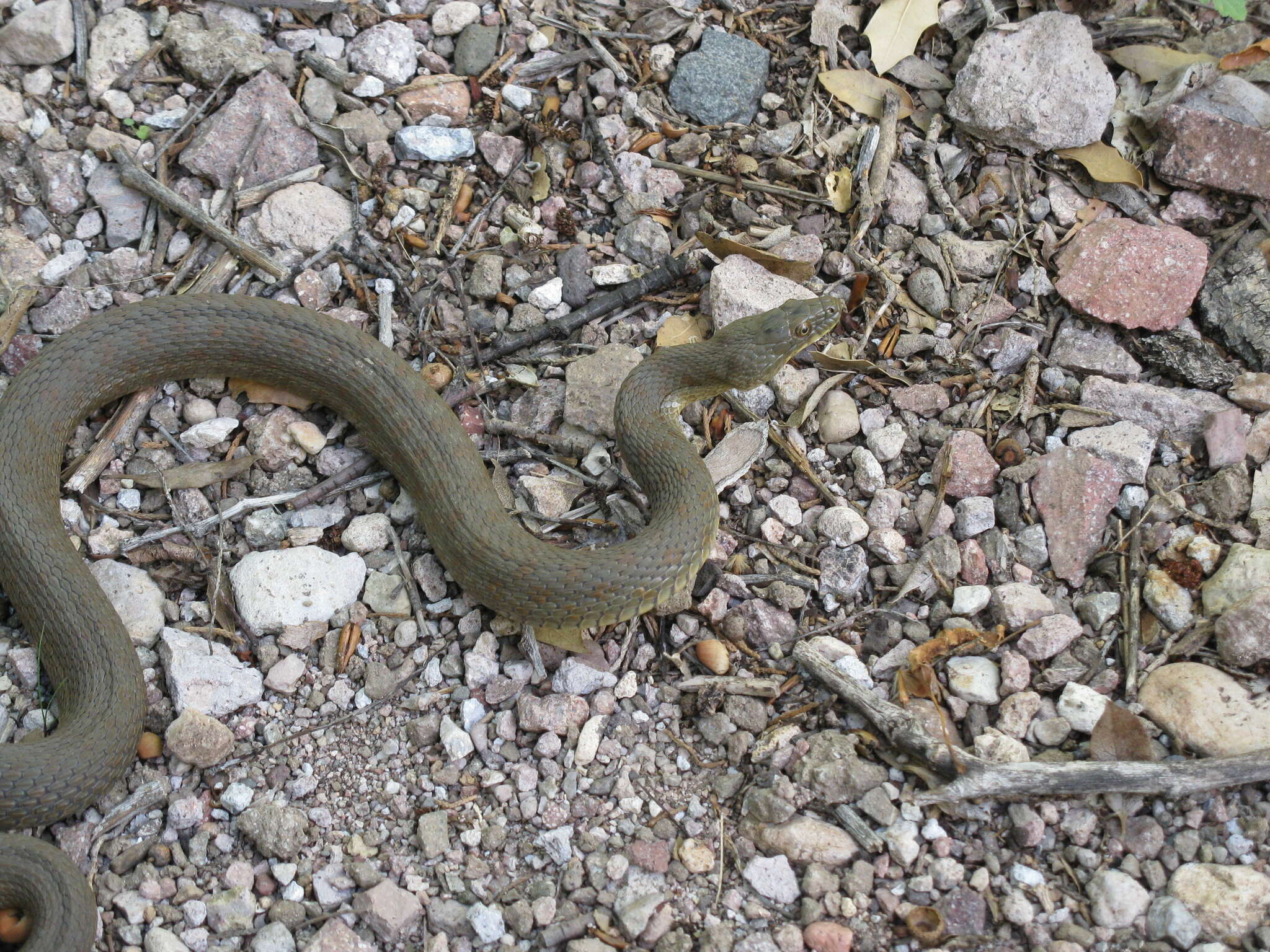 Image of Narrowhead Garter Snake