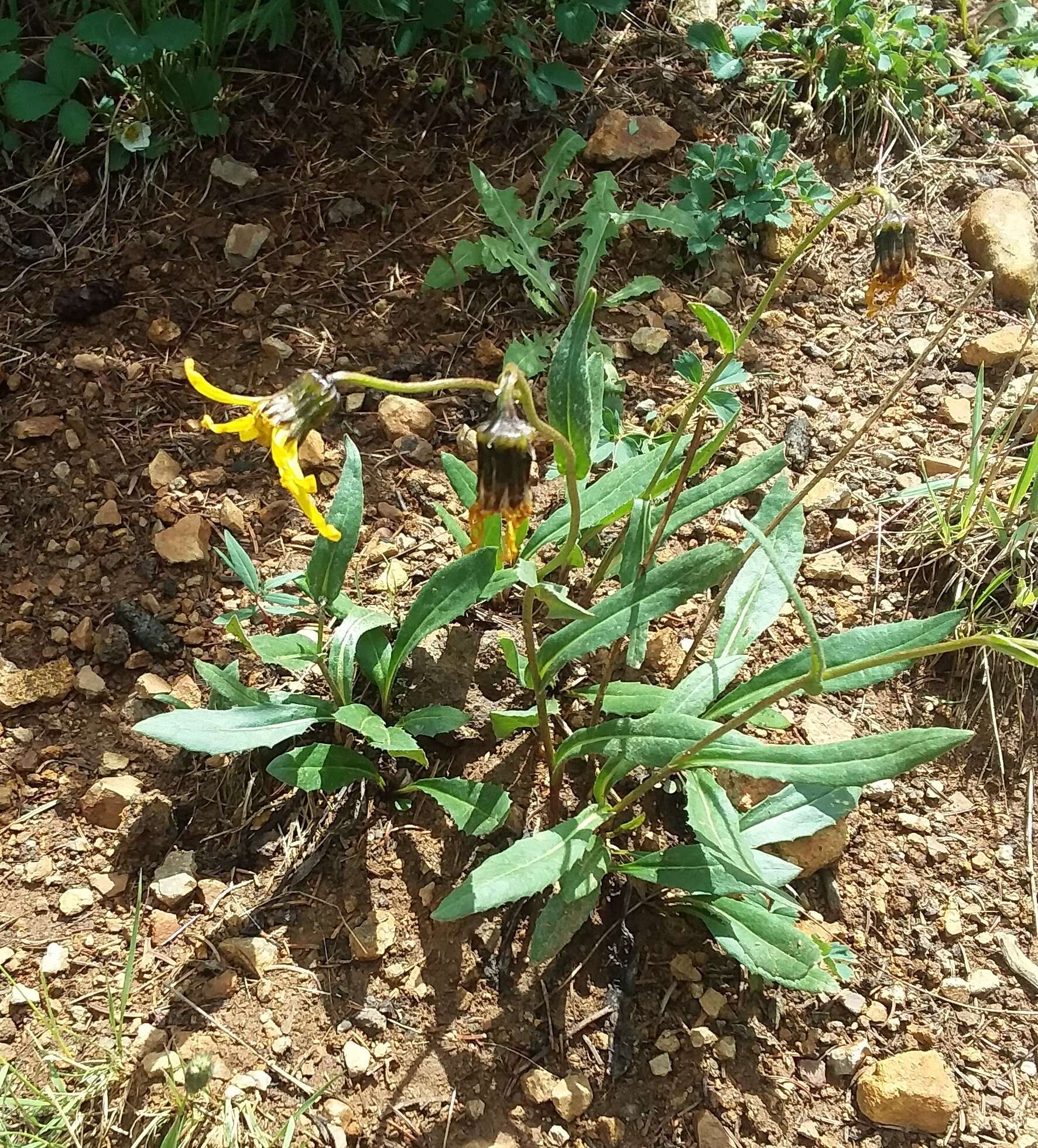 Слика од Senecio amplectens A. Gray