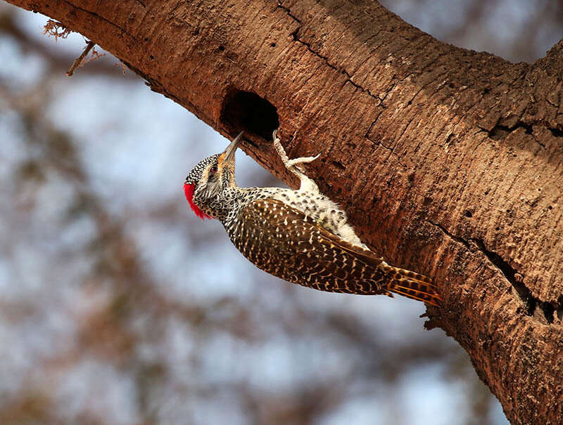 Image of Nubian Woodpecker