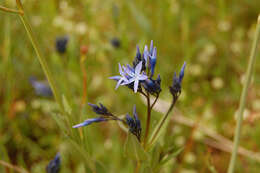 Image of Blue star