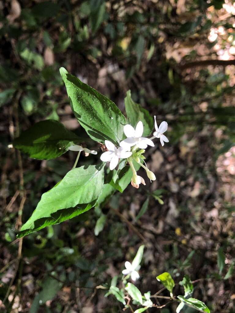 Image de Pseuderanthemum tenellum (Benth.) Radlk.