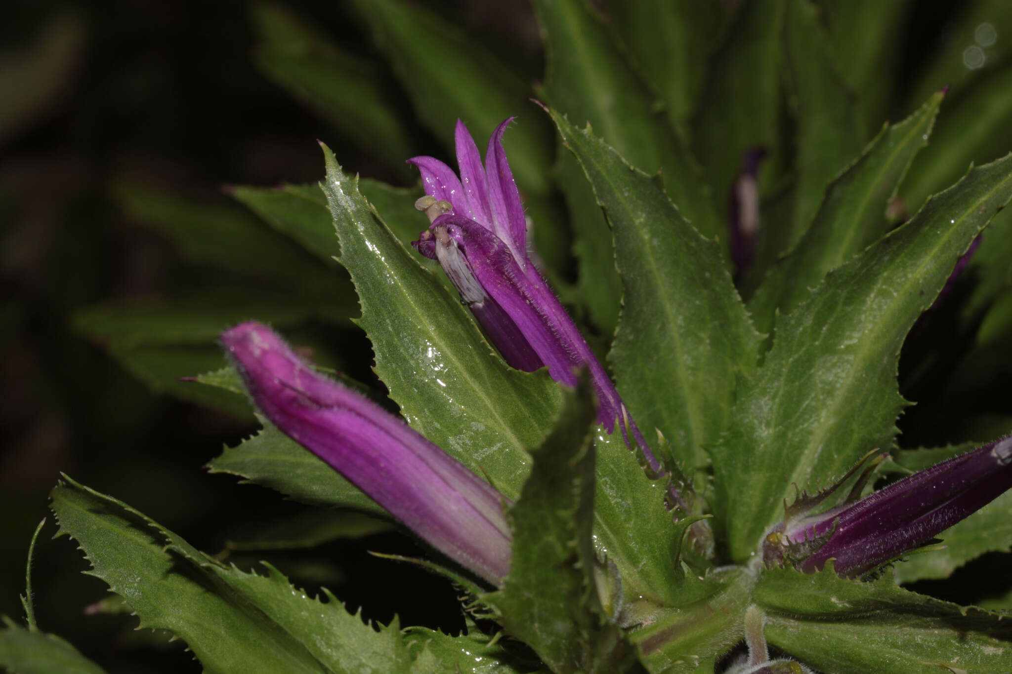 Image of Lobelia decurrens Cav.