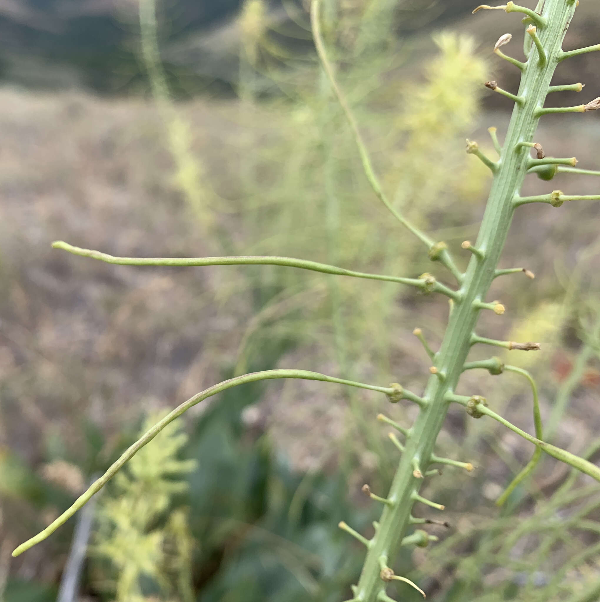 Image de Stanleya viridiflora Nutt.