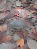 Image of Home's Hinge-back Tortoise
