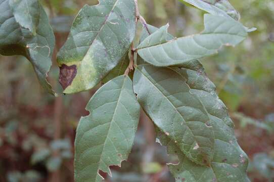 Image of Ilex brandegeeana Loes.