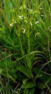 Habenaria clavata (Lindl.) Rchb. fil. resmi