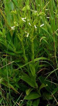 Habenaria clavata (Lindl.) Rchb. fil. resmi