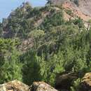 Image of Guadalupe island pine