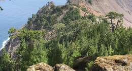 Image of Guadalupe island pine