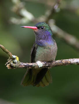 Image of Blue-throated Sapphire