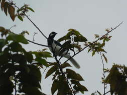 Image of White-tailed Jay