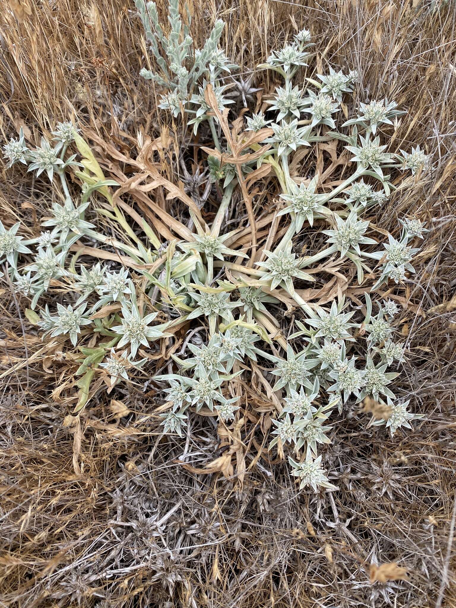 Imagem de Eryngium pendletonense K. L. Marsden & M. G. Simpson