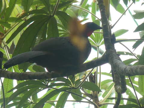 Image of Spix's Guan