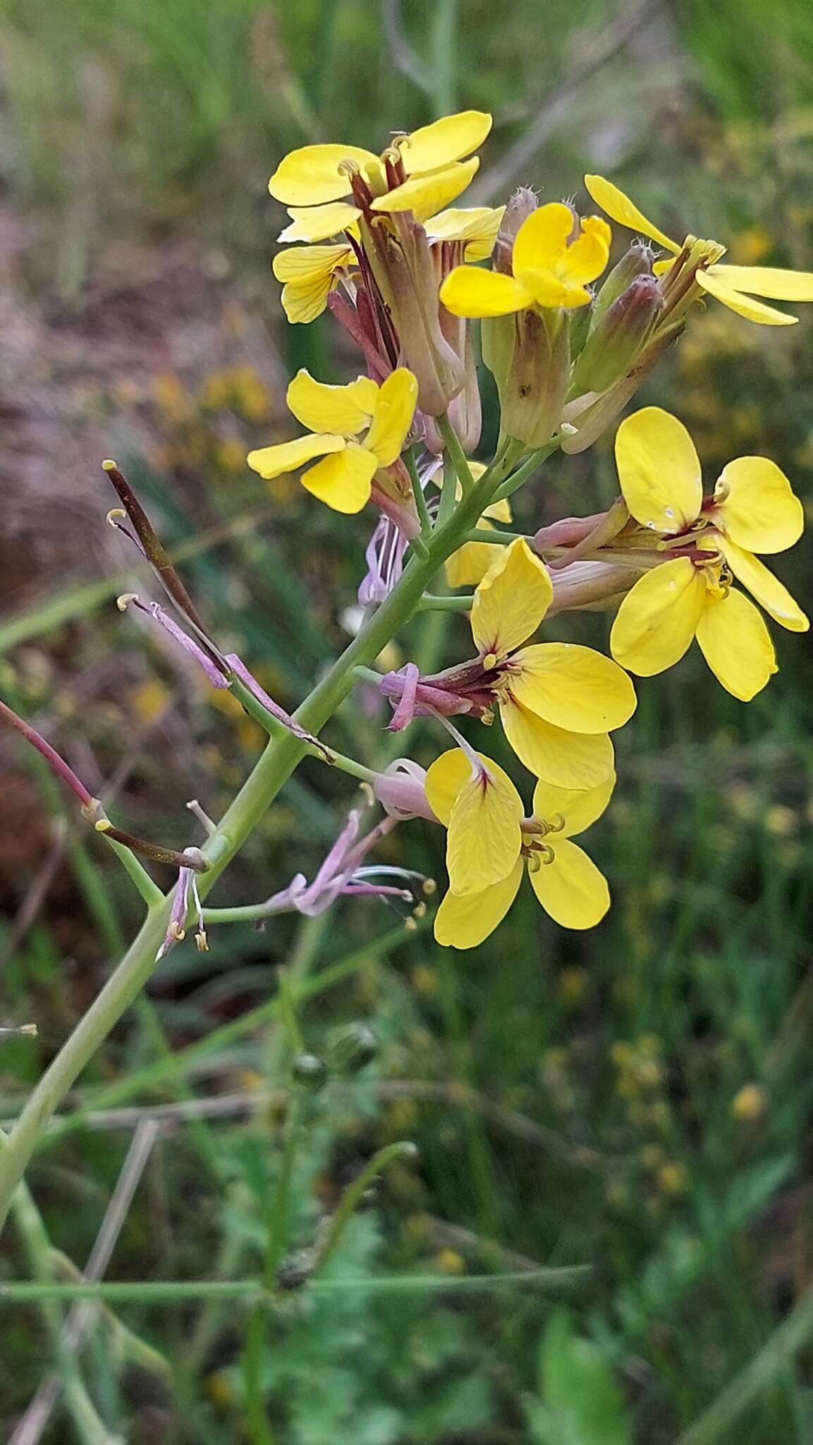 Imagem de Coincya monensis (L.) Greuter & Burdet