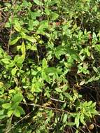 Image of Ozark calamint