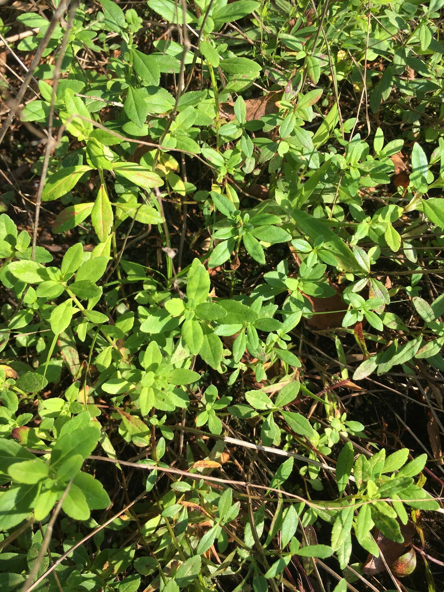 Image of Ozark calamint