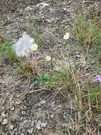 Image de Erigeron allisonii