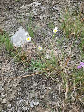 Image of Erigeron allisonii